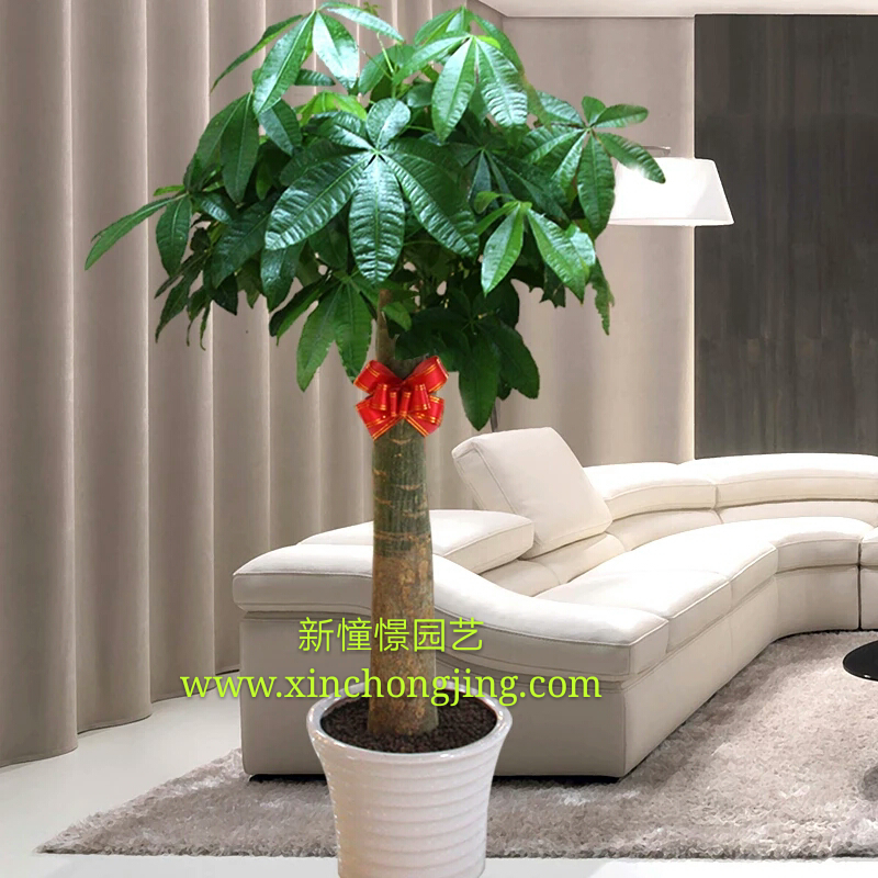 單干獨桿單桿發財王發財樹大型盆栽綠植物辦公室內開業送禮
